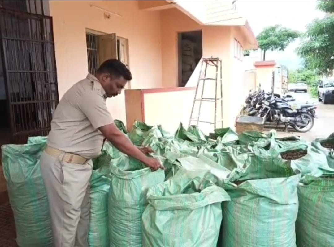 ଜଙ୍ଗଲରୁ ୭ କ୍ୱିଣ୍ଟାଲରୁ ଅଧିକ ଗଞ୍ଜେଇ ଜବତ, ମାଫିଆ ଫେରାର