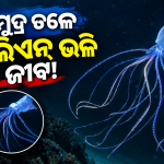 ସମୁଦ୍ର ତଳେ ଏଲିଏନ୍ ଭଳି ଜୀବ! ୧୦ ହଜାର ଫୁଟ୍ ଗଭୀରରେ ମିଳିଲା ବିରଳ ବିଗଫିନ୍ ସ୍କ୍ୱିଡ୍