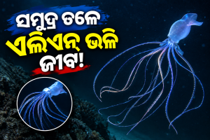 ସମୁଦ୍ର ତଳେ ଏଲିଏନ୍ ଭଳି ଜୀବ! ୧୦ ହଜାର ଫୁଟ୍ ଗଭୀରରେ ମିଳିଲା ବିରଳ ବିଗଫିନ୍ ସ୍କ୍ୱିଡ୍