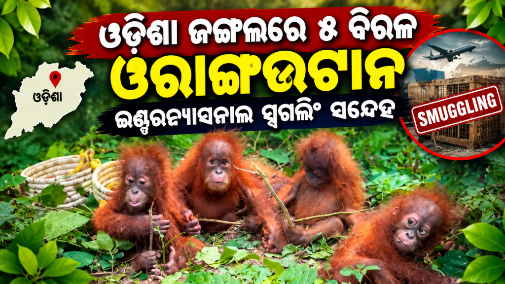 ଓଡ଼ିଶା ଜଙ୍ଗଲରେ ୫ ବିରଳ ଓରାଙ୍ଗଉଟାନ, ଇଣ୍ଟରନ୍ୟାସନାଲ ସ୍ମଗଲିଂ ସନ୍ଦେହ